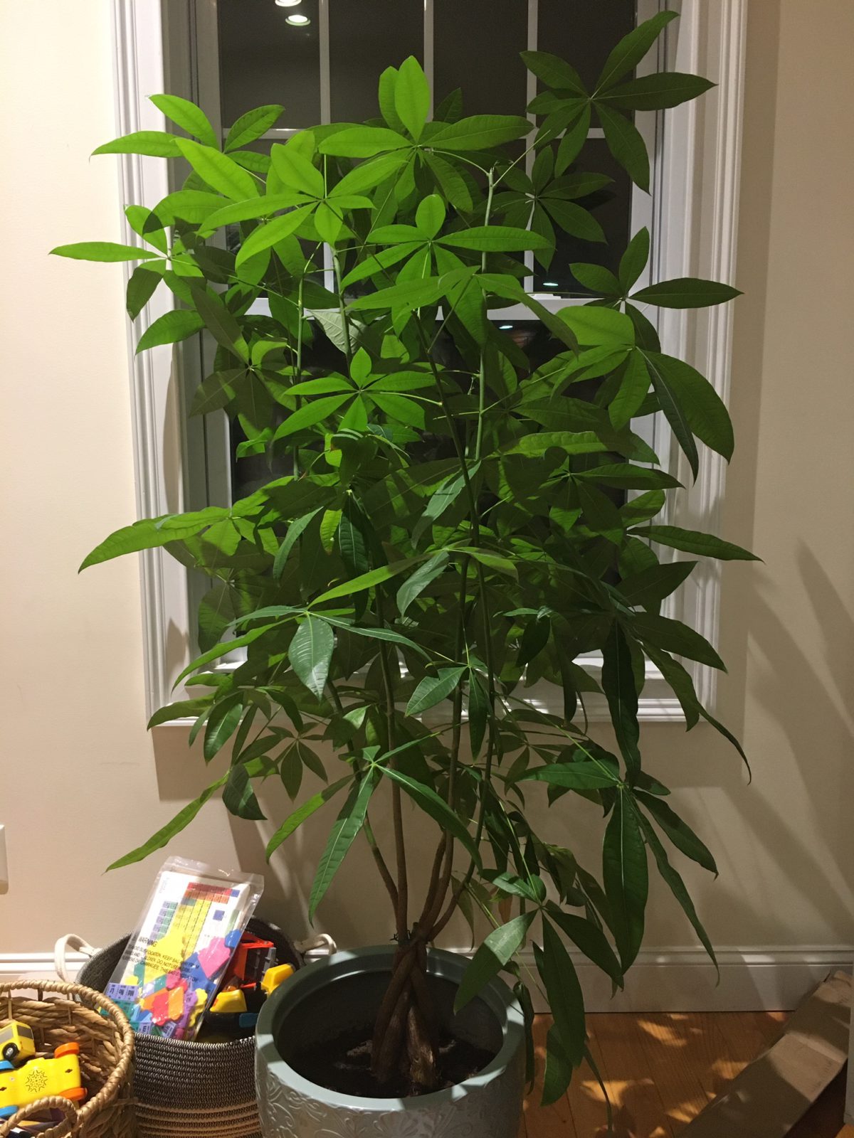 I've been watering my "money tree" every weekend for 3 years.